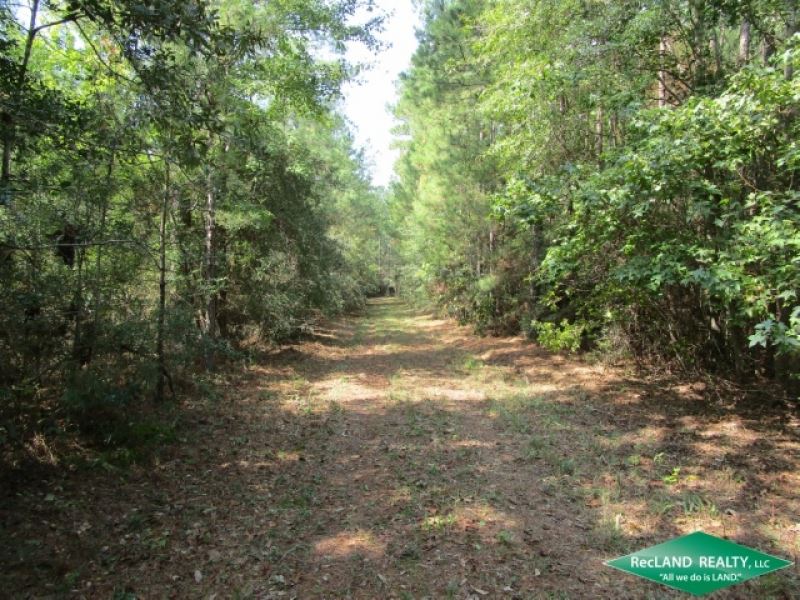 99.8 Ac, Timberland Near Town : Jasper : Jasper County : Texas