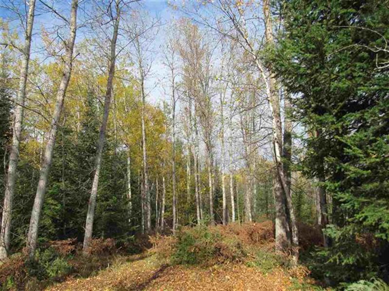 Wooded Vacant Land : L'anse : Baraga County : Michigan