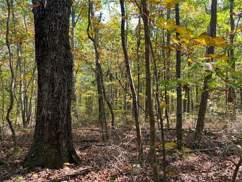 149+/- Acres, 3400 Ft. Bluff Front : Sequatchie : Marion County : Tennessee