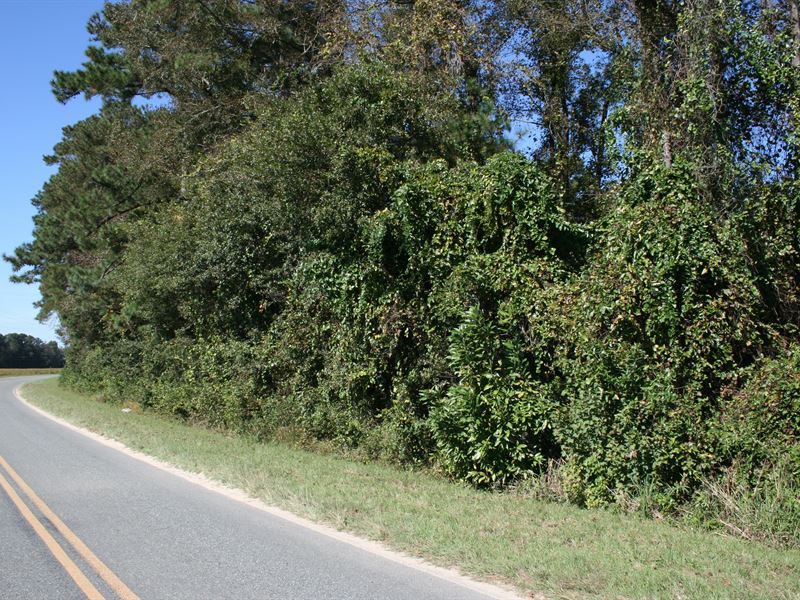 Piney Grove Lot : Faison : Sampson County : North Carolina