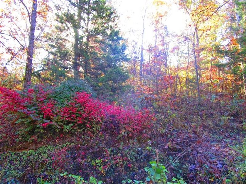 Wooded Lot Current River Access : Doniphan : Ripley County : Missouri