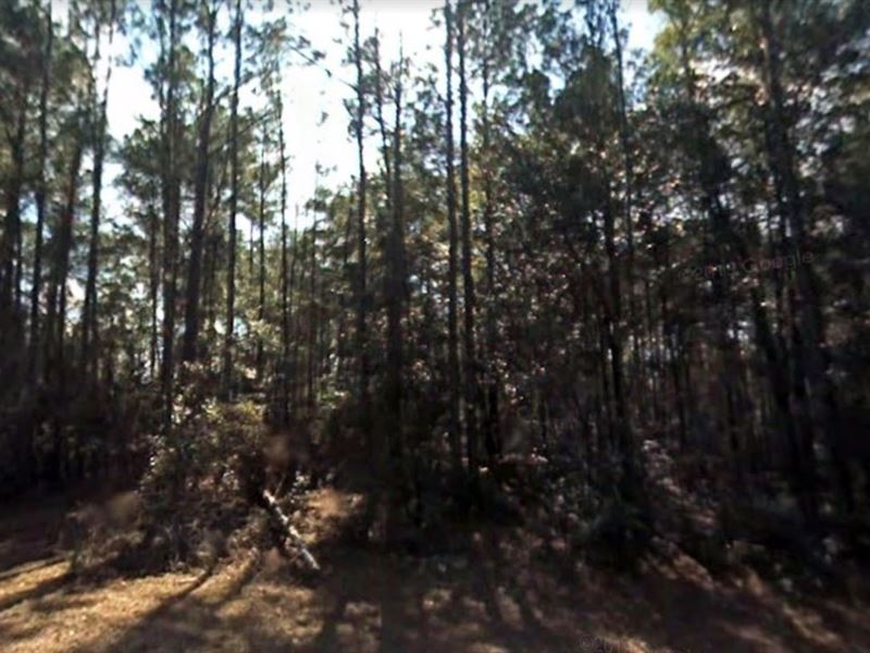 .45 Acres for Sale in Citrus Sprin : Citrus Springs : Citrus County : Florida
