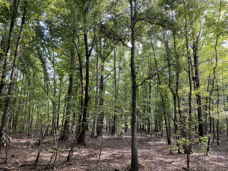 Putney Timber Retreat : Albany : Dougherty County : Georgia