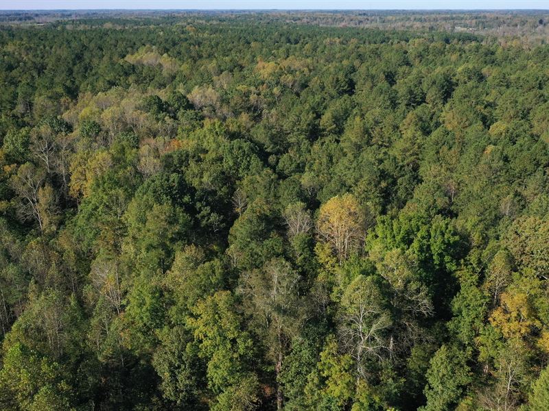 20 Acre Deer Hunting Property : Warrenton : Warren County : North Carolina