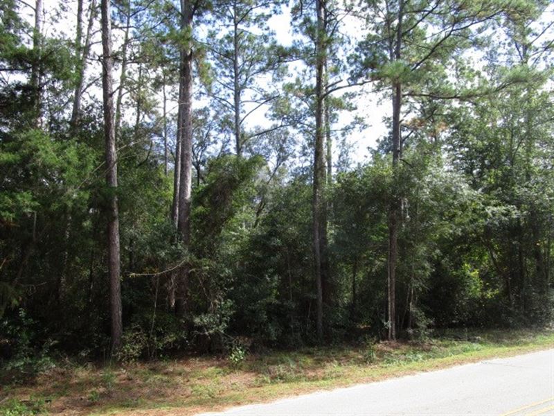Great Homesite Large Trees Very : Tallahassee : Leon County : Florida