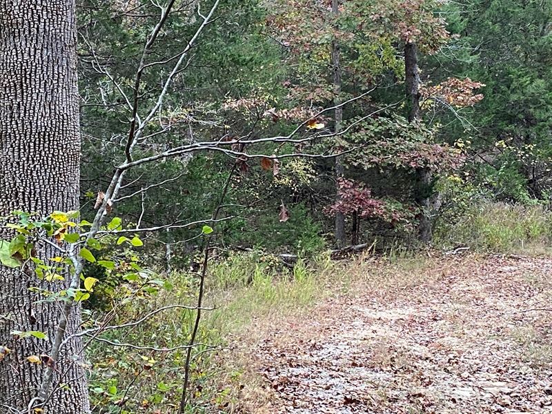 AR Recreational Property Deer : Ravenden Springs : Randolph County : Arkansas