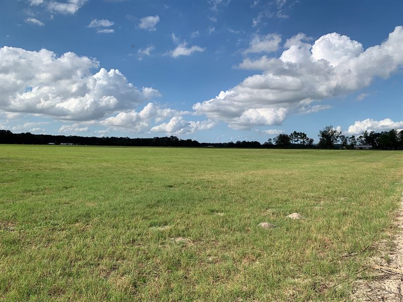 40 Acres Cleared Pasture Cows : O'brien : Suwannee County : Florida