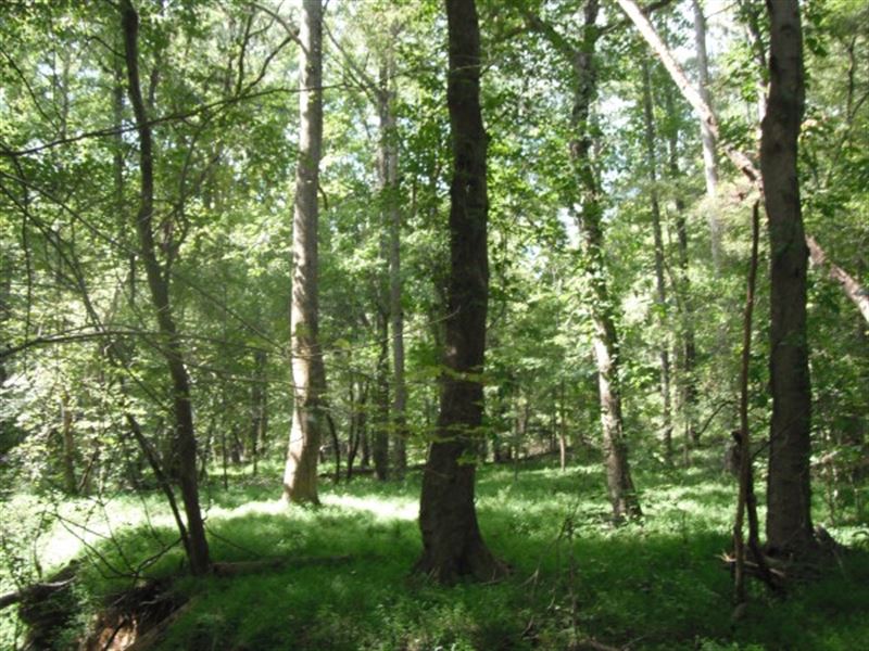 Great Hunting Property with Cabin : Carlisle : Union County : South Carolina