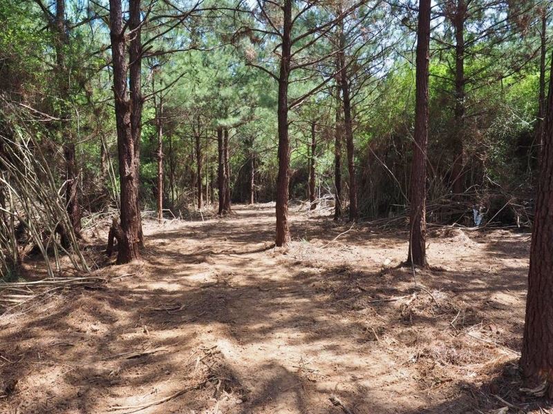 58 Acres Mature Timberland for Sale : McComb : Pike County : Mississippi