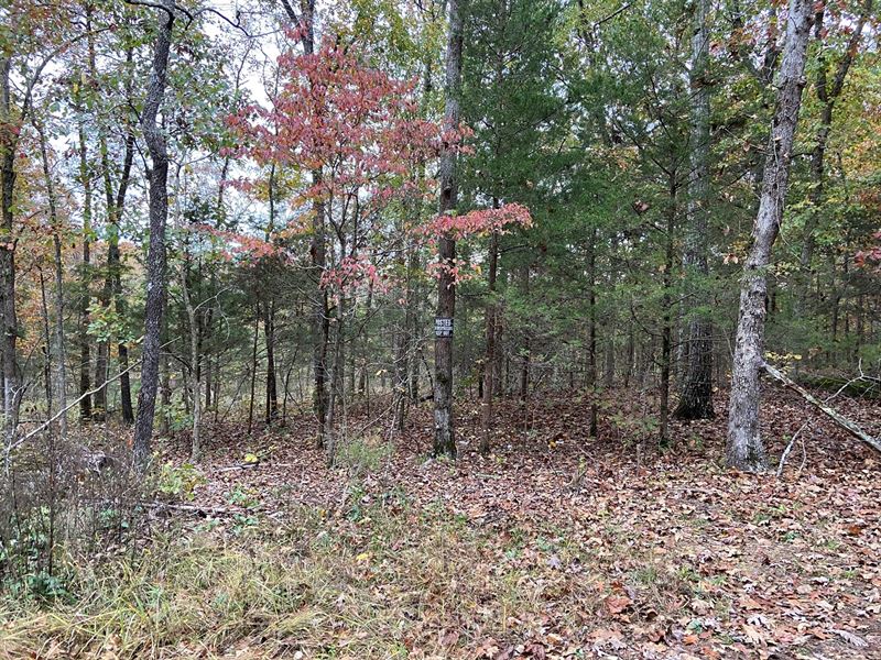 Arkansas Land, Deer Hunting : Ravenden Springs : Randolph County : Arkansas