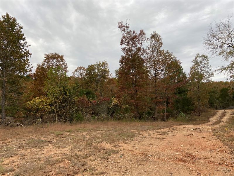 Arkansas Land Deer Turkey Hunting : Ravenden Springs : Randolph County : Arkansas