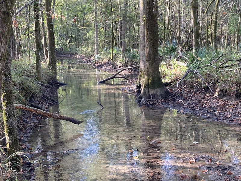 Great Location with Great Hunting : Dawson : Terrell County : Georgia