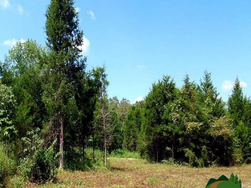 Fantastic Property Out of Town : Cabool : Texas County : Missouri