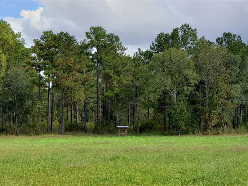 Great Hunting, Mature Timber : Arlington : Calhoun County : Georgia