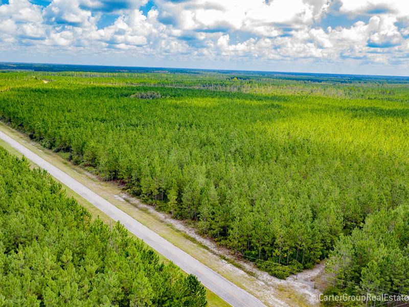 Suwannee Timberland Tract : Waycross : Ware County : Georgia