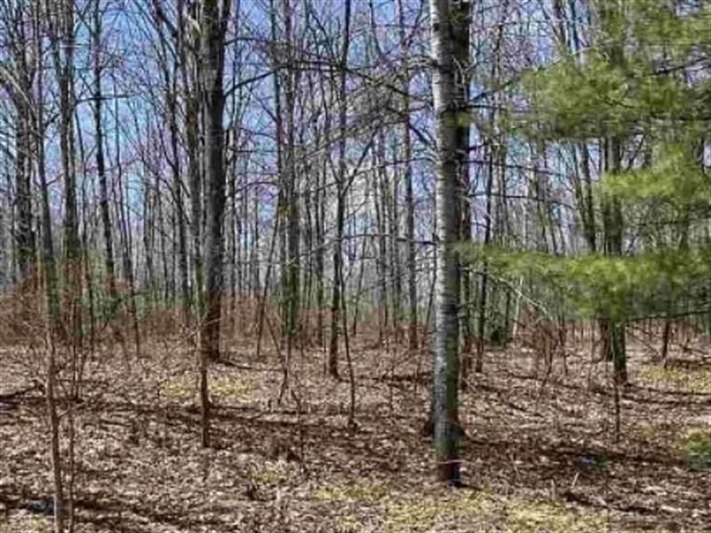 $0 Down 4-Season Recreational Lot : Elmira : Antrim County : Michigan