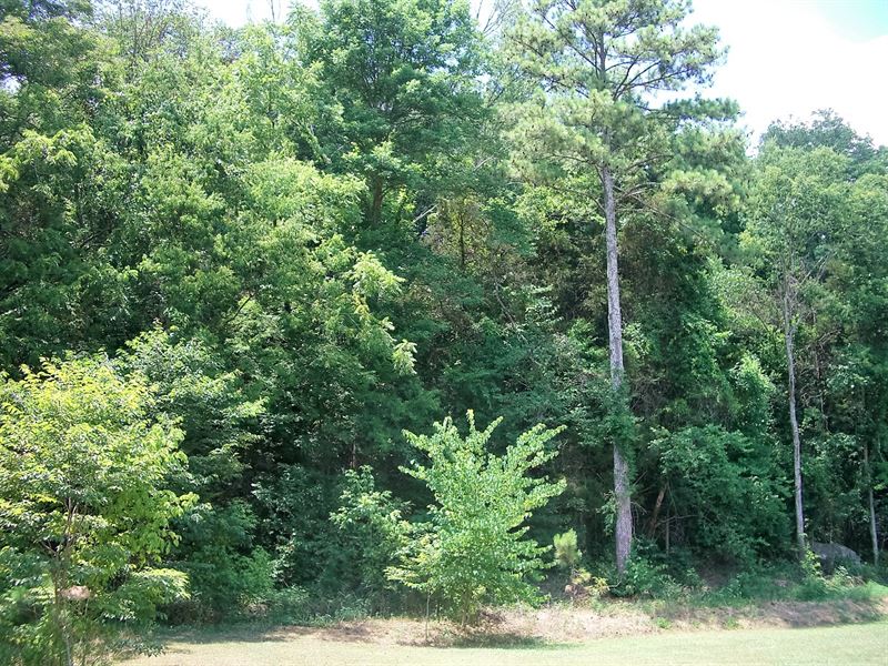 80 Acres in Paint Rock, AL : Paint Rock : Jackson County : Alabama