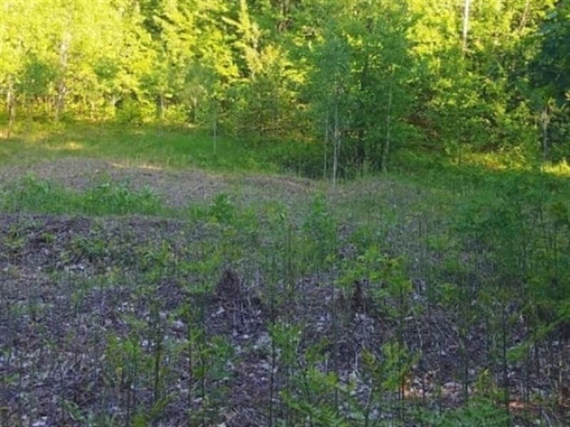 $0 Down Recreational Resort Lot : Elmira : Antrim County : Michigan