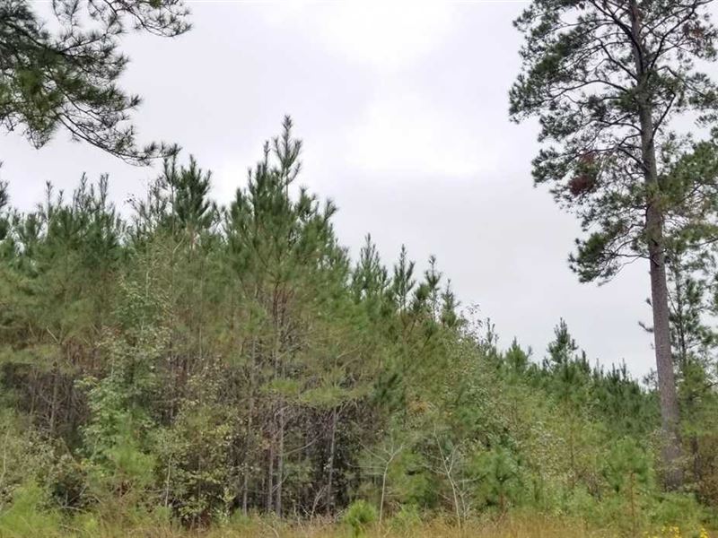 Jessie Johnson Hunting Tract, Winn : Atlanta : Winn Parish : Louisiana
