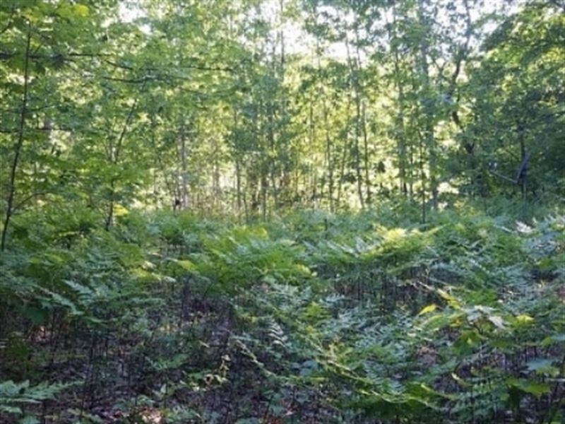 $0 Down Gorgeous Recreational Lot : Elmira : Antrim County : Michigan