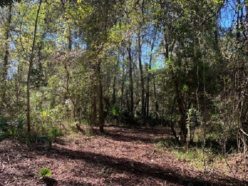 105 Acre Sportsman / Geneva Co : Samson : Geneva County : Alabama