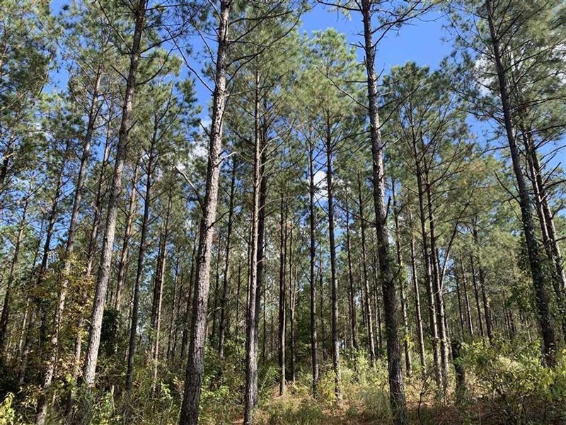 Youngblood Road Tract, Claiborne PA : Athens : Claiborne Parish : Louisiana