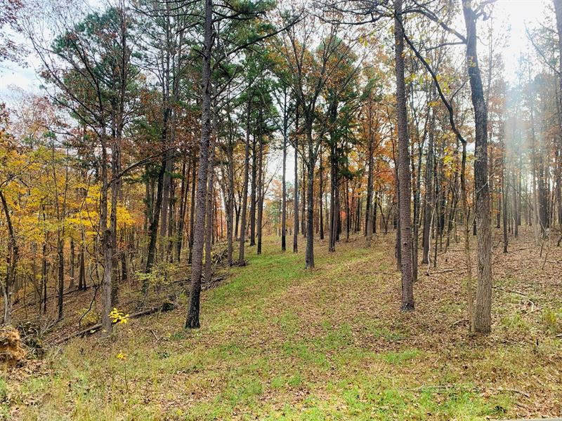 Arkansas Ozark Mountain Hunting : Melbourne : Izard County : Arkansas