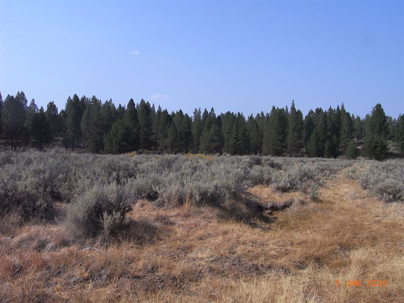 Hidden Beauty Oregon Treed Land : Beatty : Klamath County : Oregon