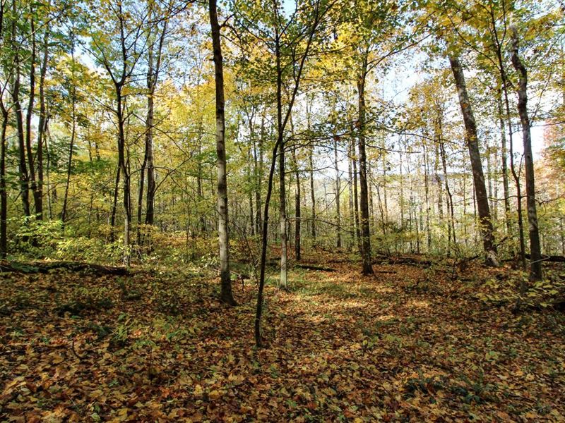 SR 78 Tract 2, 11 Acrs, Noble Cou : Caldwell : Noble County : Ohio