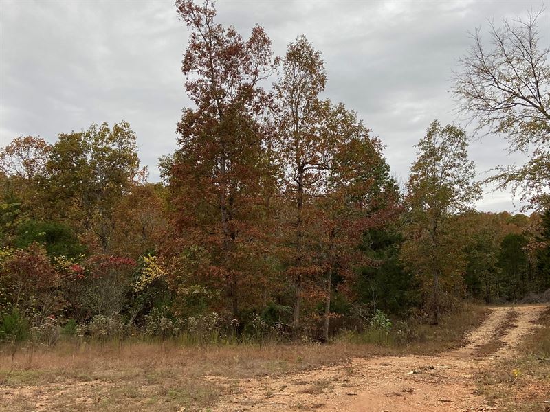 Arkansas Hunting Land Recreational : Ravenden Springs : Randolph County : Arkansas