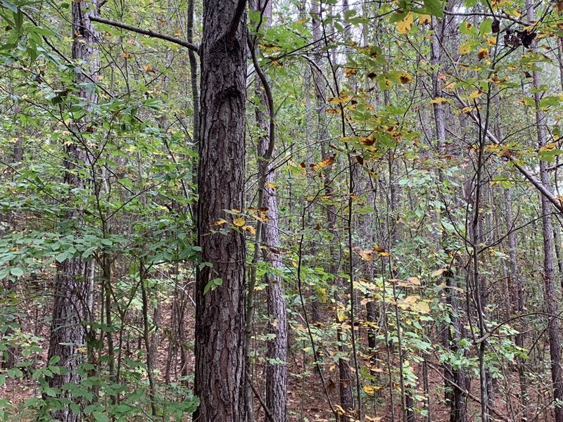 Bradford Tract : Compton : Blount County : Alabama
