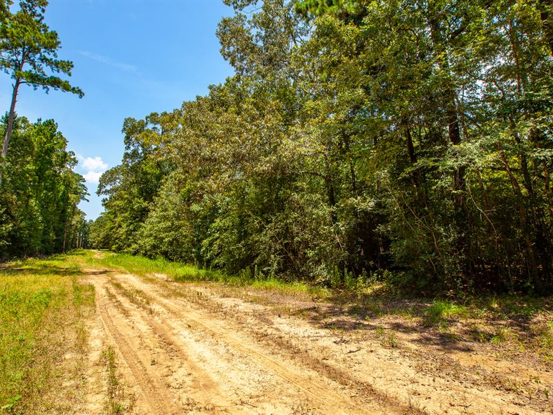Wooded Lot, Utilities, Near Lake : Livingston : Polk County : Texas