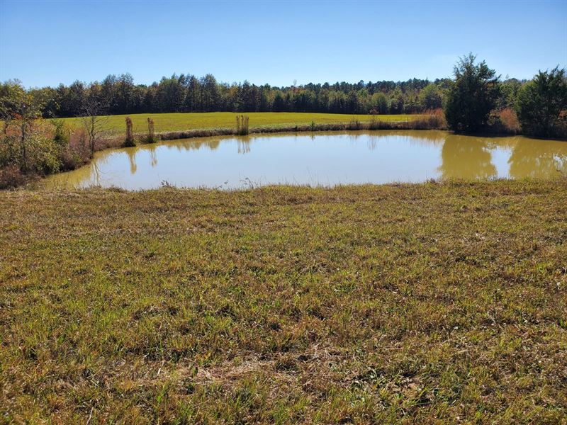 Beautiful 120 M/L Acres Surrounded : Mena : Polk County : Arkansas