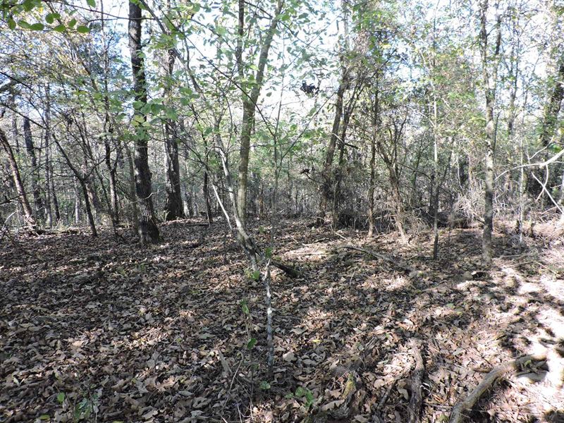 3 Wooded Acres M/L : Waldron : Scott County : Arkansas