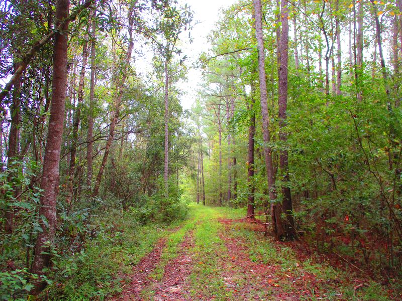 Goshen West : Troy : Pike County : Alabama