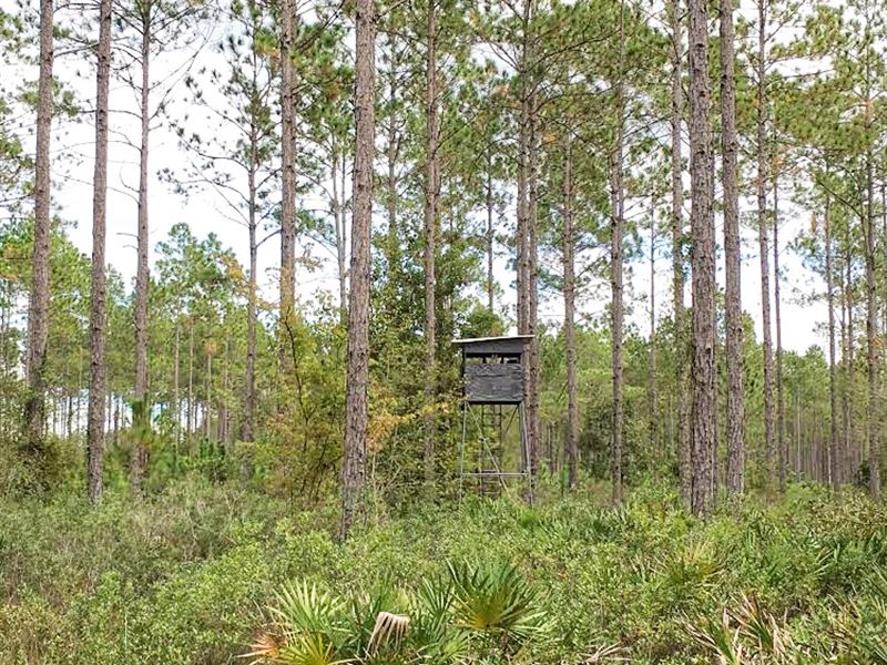 Old Moniac Road Pine Plantation : Saint George : Charlton County : Georgia