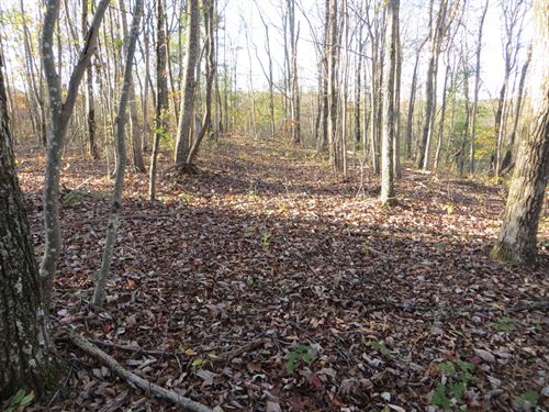 Wooded, Creek, Private : Spring City : Bledsoe County : Tennessee