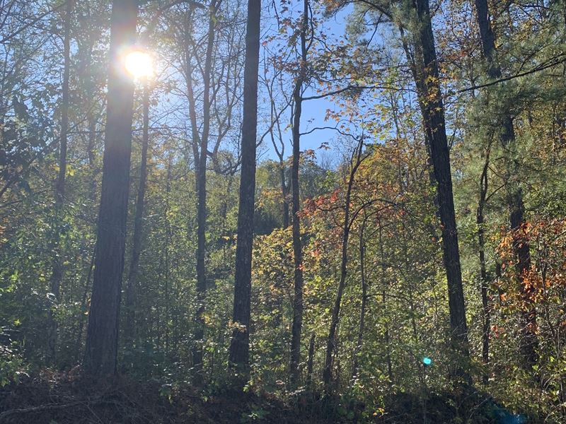 Chamness Tract : Odenville : Saint Clair County : Alabama
