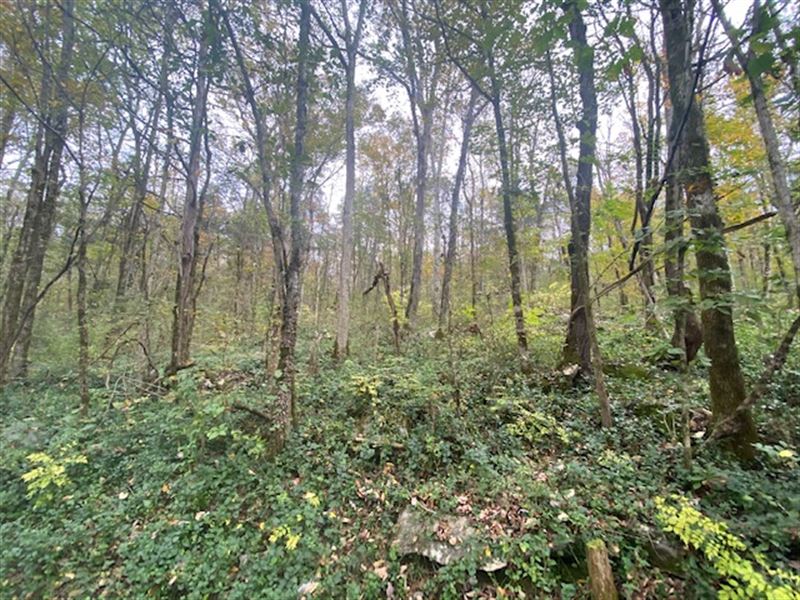 5.00+/- Acres Wooded Property : South Pittsburg : Marion County : Tennessee