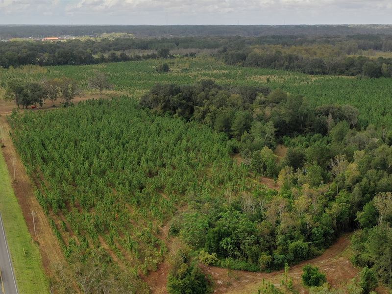189 Acres Sfr Development Parcel : Lake City : Columbia County : Florida