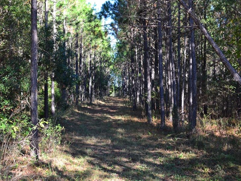 George Parrot Road : Helena : Laurens County : Georgia