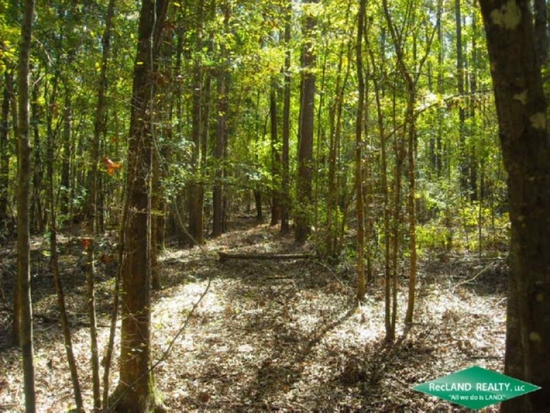 20 Ac, Timberland Near Toledo Bend : Hornbeck : Sabine Parish : Louisiana