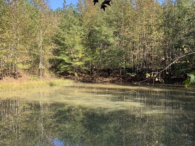 Andrews Tract : Sulligent : Lamar County : Alabama