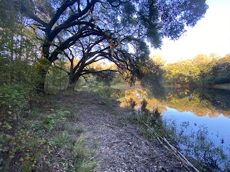 190 Acres Of Hardwoods Woodville MS : Woodville : Wilkinson County : Mississippi