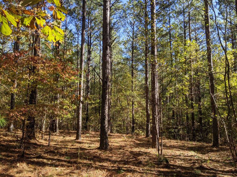 Swagg Tract 24 Acres : Wedowee : Randolph County : Alabama