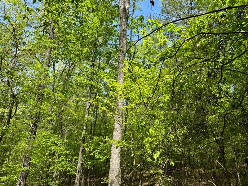 Oak Hill Subdivision 26 Acres : Northport : Tuscaloosa County : Alabama