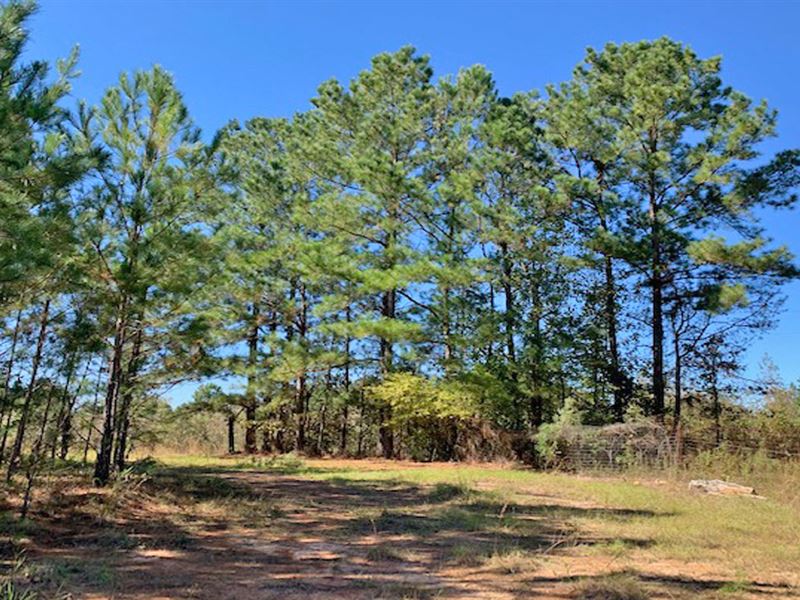Halso Mill Road Tract : Greenville : Butler County : Alabama