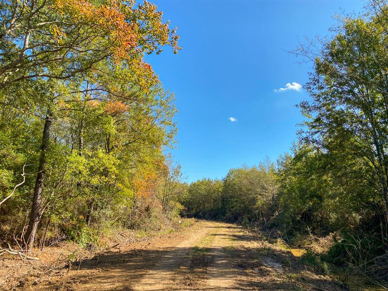 18 Acres Devers Woods Tract 25 : Devers : Liberty County : Texas