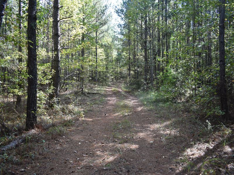 Merchantable Timber Tract : Sparta : Hancock County : Georgia