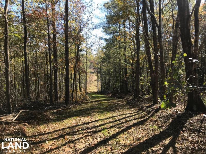 Stewart Creek Hunting Tract : Winfield : Fayette County : Alabama
